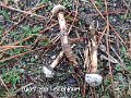 Tulostoma lusitanicum-amf1189